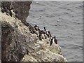 NT9167 : Guillemots on White Heugh by Graham Robson