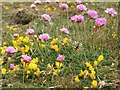 NT9168 : Birdsfoot Trefoil and Thrift flowering by Graham Robson