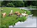 SE7365 : Beef  cattle  beside  the  River  Derwent by Martin Dawes