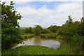 SJ8148 : Alsagers Bank: pond near Apedale Country Park by Jonathan Hutchins