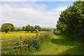 SJ8148 : Alsagers Bank: footpath north of High Lane by Jonathan Hutchins