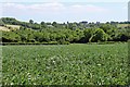 ST4217 : Bean field near Middle Lambrook by Nick Chipchase