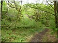 SH6541 : Path below the railway embankment, Coed Llyn Mair by Christine Johnstone