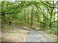 SH6541 : Footpaths, Coed Llyn Mair by Christine Johnstone