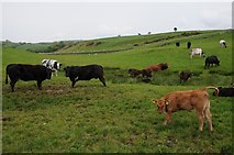  : Cattle in an upland field by Philip Halling