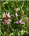 SX9066 : Bee orchid, Nightingale Park by Derek Harper