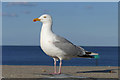 SX9372 : Herring gull, Teignmouth by Alan Hunt