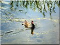 SD7807 : Manchester, Bolton and Bury Canal - Moorhen (Gallinula chloropus) by David Dixon