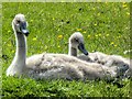 SD7908 : Two Cygnets by David Dixon