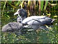 SD7807 : Coots (Fulica atra) on the Canal at Radcliffe by David Dixon