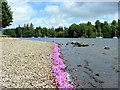 SD3896 : Garland along Windermere shore by Andrew Curtis