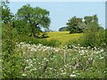 SK2848 : Wildflowers near Idridgehay by Christine Johnstone