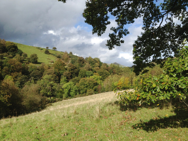 Woods above the Dane valley