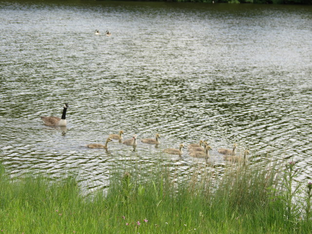 Canada  Goose  with  ten  goslings  Berrington  Pool