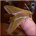 SP9211 : Elephant Hawk Moth - Imago - Top view by Rob Farrow