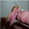 SP9211 : Elephant Hawk Moth - Imago - Side view by Rob Farrow