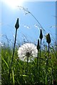 SH7882 : Dandelion clock, Happy Valley Park, Llandudno by Matt Harrop