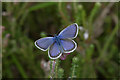 SU9361 : Silver Studded Blue, Brentmoor Heath by Alan Hunt