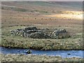 NY2217 : Ruined stone structure, Newlands Valley by Graham Robson