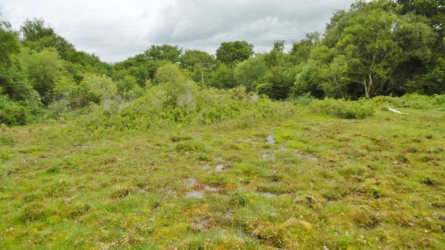 Blackwell Common, bog