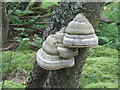 NT6342 : Fomes fomentarius [Hoof fungus] at Gordon Moss by M J Richardson