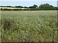 TF0614 : Field of beans near Carlby, Lincolnshire by Richard Humphrey