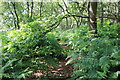 SJ5175 : The Ramparts of Woodhouses Hill Fort by Jeff Buck