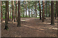 SU9666 : Pine woods, Wentworth Nature Reserve by Alan Hunt