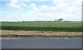 SD4313 : Wheatfield, north-east of Tarlscough Lane by Christine Johnstone