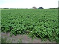 SD4314 : Potato field, Tarlscough by Christine Johnstone