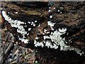 NS3977 : A slime mould - Arcyria denudata by Lairich Rig