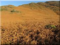 NY2318 : Bracken below Little Mine Crag by Graham Robson