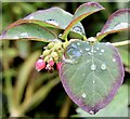 J4582 : Snowberry plant, Helen's Bay (July 2015) by Albert Bridge