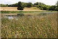 SO8843 : Wildflowers beside Croome River by Philip Halling