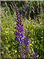 NS3679 : Purple Toadflax by Lairich Rig