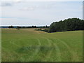 TL9331 : Grass field off Church Road, Wormingford by Roger Jones