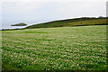 SM7323 : A field of clover by Porthllisky by Bill Boaden