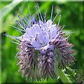 NO6948 : Tansy-leaved Phacelia (Phacelia tanacetifolia) by Anne Burgess