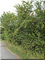 TM3968 : Plum Bush off the A12 Main Road by Geographer