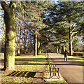 SP3277 : Walking between cedars, War Memorial Park, Coventry by Robin Stott