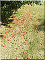 TL0652 : Plums on the ground in Mowsbury Park by Geographer