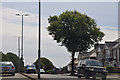 SX4655 : Plymouth : Alma Road, A386 by Lewis Clarke