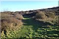 TV4998 : Thorn scrub on the northern slopes of Seaford Head by Robin Stott