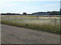 TL0986 : Buildings on Polebrook Airfield by Richard Humphrey