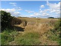 NT9151 : Arable field south of Broadmeadows by Graham Robson