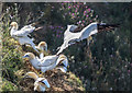 TA1874 : Gannets, Bempton Cliffs, Yorkshire by Christine Matthews