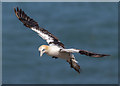 TA1874 : Gannet, Bempton Cliffs, Yorkshire by Christine Matthews