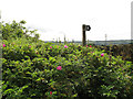 SE0721 : Overgrown footpath at Bilberry Hall Farm by Stephen Craven