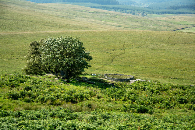 Sheepfold below Whitchester Crags