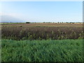 TL2389 : Crop of beans near Old Decoy Farm by Richard Humphrey